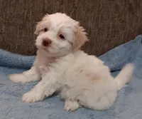 Tanner, a male Shichon for sale in Granite Falls, NC – 9 of 10