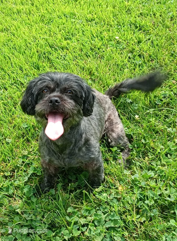 Sally – Shichon puppy for sale in Granite Falls, NC