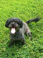 Sally, a female Shichon for sale in Granite Falls, NC – 1 of 7