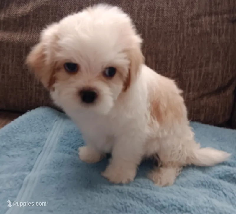 Toby – Shichon puppy for sale in Granite Falls, NC