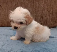 Toby, a male Shichon for sale in Granite Falls, NC – 4 of 9