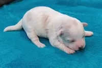 processed/c46e15d2-8ea0-4d9c-904a-29d840fc38ee/listing/45b2b4d2-aef7-4d7e-82c8-2e2fd4cbef35/3106472c-6e6f-4156-9c9b-a2ad0a3a2a36