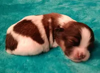 processed/c46e15d2-8ea0-4d9c-904a-29d840fc38ee/listing/4e117906-549b-455c-85f4-f5a544c38278/21601cc5-e7f4-4104-a80f-982715253516