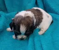 Sigmond, a male Shichon for sale in Granite Falls, NC – Photo 2 of 4