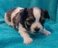 Sigmond, a male Shichon for sale in Granite Falls, NC – Photo 1 of 4
