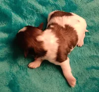 processed/c46e15d2-8ea0-4d9c-904a-29d840fc38ee/listing/4e117906-549b-455c-85f4-f5a544c38278/a48a918e-bb57-4d77-9796-a2da4a5b0a4c