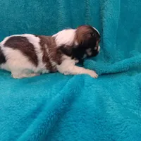 Sigmond, a male Shichon for sale in Granite Falls, NC – Photo 4 of 4