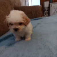 Toby, a male Shichon for sale in Granite Falls, NC – 7 of 9