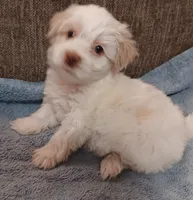 Tanner, a male Shichon for sale in Granite Falls, NC – 7 of 10