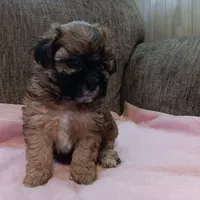 Truffles, a female Shichon for sale in Granite Falls, NC – 5 of 6