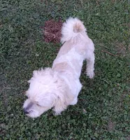 Teddy Bear, a male Shichon for sale in Granite Falls, NC – 5 of 6