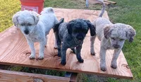 Sally, a female Shichon for sale in Granite Falls, NC – 5 of 7