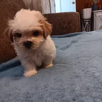 Toby, a male Shichon for sale in Granite Falls, NC – 9 of 9