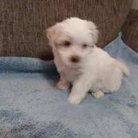 Tanner, a male Shichon for sale in Granite Falls, NC – 3 of 10