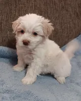 Tanner, a male Shichon for sale in Granite Falls, NC – 10 of 10