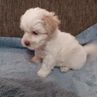 Tanner, a male Shichon for sale in Granite Falls, NC – 2 of 10