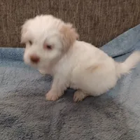 Tanner, a male Shichon for sale in Granite Falls, NC – 6 of 10