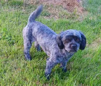 Sally, a female Shichon for sale in Granite Falls, NC – 3 of 7