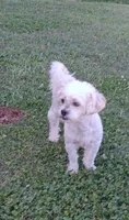Teddy Bear, a male Shichon for sale in Granite Falls, NC – 3 of 6
