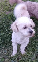 Teddy Bear, a male Shichon for sale in Granite Falls, NC – 4 of 6