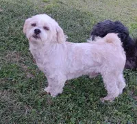 Teddy Bear, a male Shichon for sale in Granite Falls, NC – 2 of 6