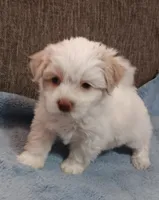 Tanner, a male Shichon for sale in Granite Falls, NC – 8 of 10