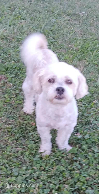 Teddy Bear – Shichon puppy for sale in Granite Falls, NC