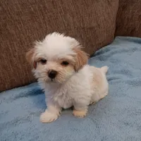 Toby, a male Shichon for sale in Granite Falls, NC – 2 of 9