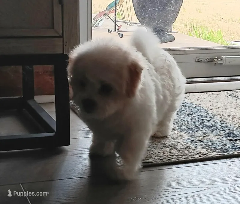 Skippy – Shichon puppy on hold in Granite Falls, NC