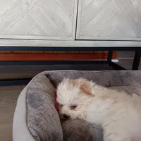 Skippy, a male Shichon for sale in Granite Falls, NC – Photo 8 of 8