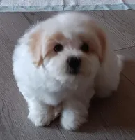 Skippy, a male Shichon for sale in Granite Falls, NC – Photo 2 of 8