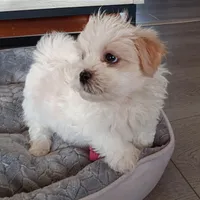 Skippy, a male Shichon for sale in Granite Falls, NC – Photo 5 of 8