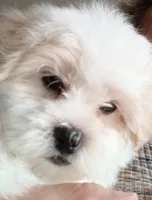 Skippy, a male Shichon for sale in Granite Falls, NC – Photo 4 of 8