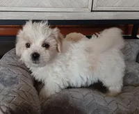 Skippy, a male Shichon for sale in Granite Falls, NC – Photo 7 of 8