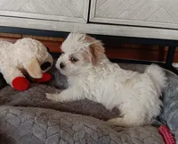 Skippy, a male Shichon for sale in Granite Falls, NC – Photo 6 of 8