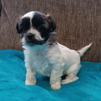 Lexi1, a female Shichon for sale in Granite Falls, NC – Photo 2 of 6