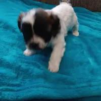 Lexi1, a female Shichon for sale in Granite Falls, NC – Photo 4 of 6