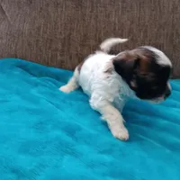 Lexi1, a female Shichon for sale in Granite Falls, NC – Photo 5 of 6