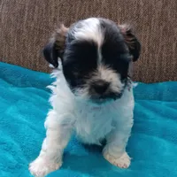 Lexi1, a female Shichon for sale in Granite Falls, NC – Photo 3 of 6