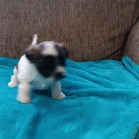 Lexi1, a female Shichon for sale in Granite Falls, NC – Photo 6 of 6