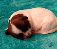 processed/c46e15d2-8ea0-4d9c-904a-29d840fc38ee/listing/aff657e9-36a2-4160-a4fa-fca0e01cf28a/cca15b6c-d969-4586-820f-9c9c284289f5