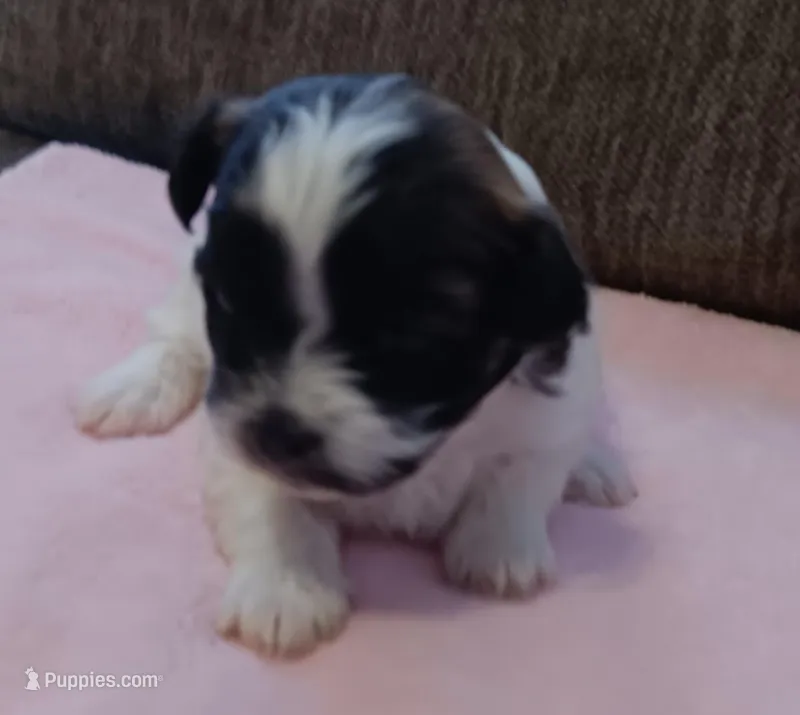 Sweetie, a female Shichon for sale in Granite Falls, NC – Photo 1 of 2
