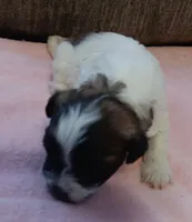 Sweetie, a female Shichon for sale in Granite Falls, NC – Photo 2 of 2