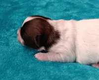 processed/c46e15d2-8ea0-4d9c-904a-29d840fc38ee/listing/aff657e9-36a2-4160-a4fa-fca0e01cf28a/f3fd3620-49d2-4a81-9651-f2a24264edb3