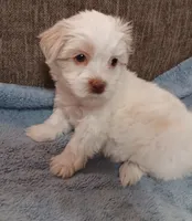 Tanner, a male Shichon for sale in Granite Falls, NC – 5 of 10