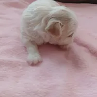 Prissy, a female Shichon for sale in Granite Falls, NC – Photo 8 of 8