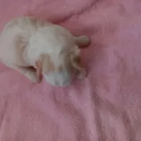 Prissy, a female Shichon for sale in Granite Falls, NC – Photo 7 of 8