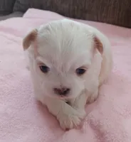 Prissy, a female Shichon for sale in Granite Falls, NC – Photo 3 of 8