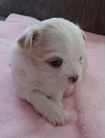 Prissy, a female Shichon for sale in Granite Falls, NC – Photo 5 of 8