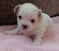 Prissy, a female Shichon for sale in Granite Falls, NC – Photo 1 of 8